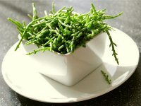 Samphire Recipe