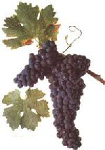 Typical Bordeau Grape Variety
