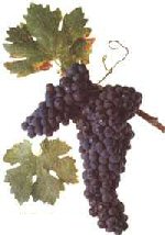 Typical Bordeau Grape Variety Typical Bordeau Grape Variety