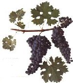 Cabernet Sauvignon Grapes