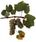 Chardonnay Grapes