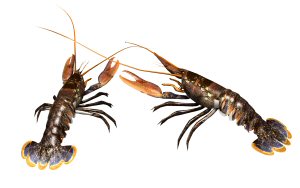 Be careful of Shrimp Be careful of Shrimp