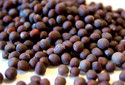 Black Mustard Seeds