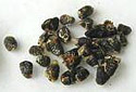 Cardamom Seeds