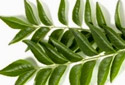 Curry Leaves