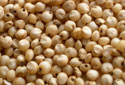 Sorghum (Jowar)