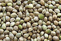 Sun Hemp Seeds