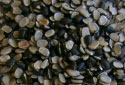 Urad Dal with Skin