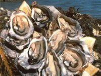 Oysters Oysters