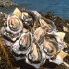 Oysters