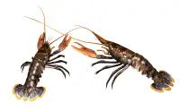 Thinking About Shrimp Thinking About Shrimp